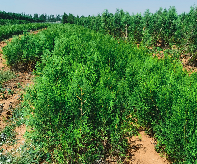 侧柏小苗批发基地 园林绿化植物侧柏价格图片