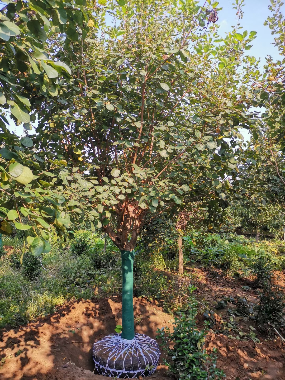 黃櫨圖片/黃櫨樣板圖 (2)