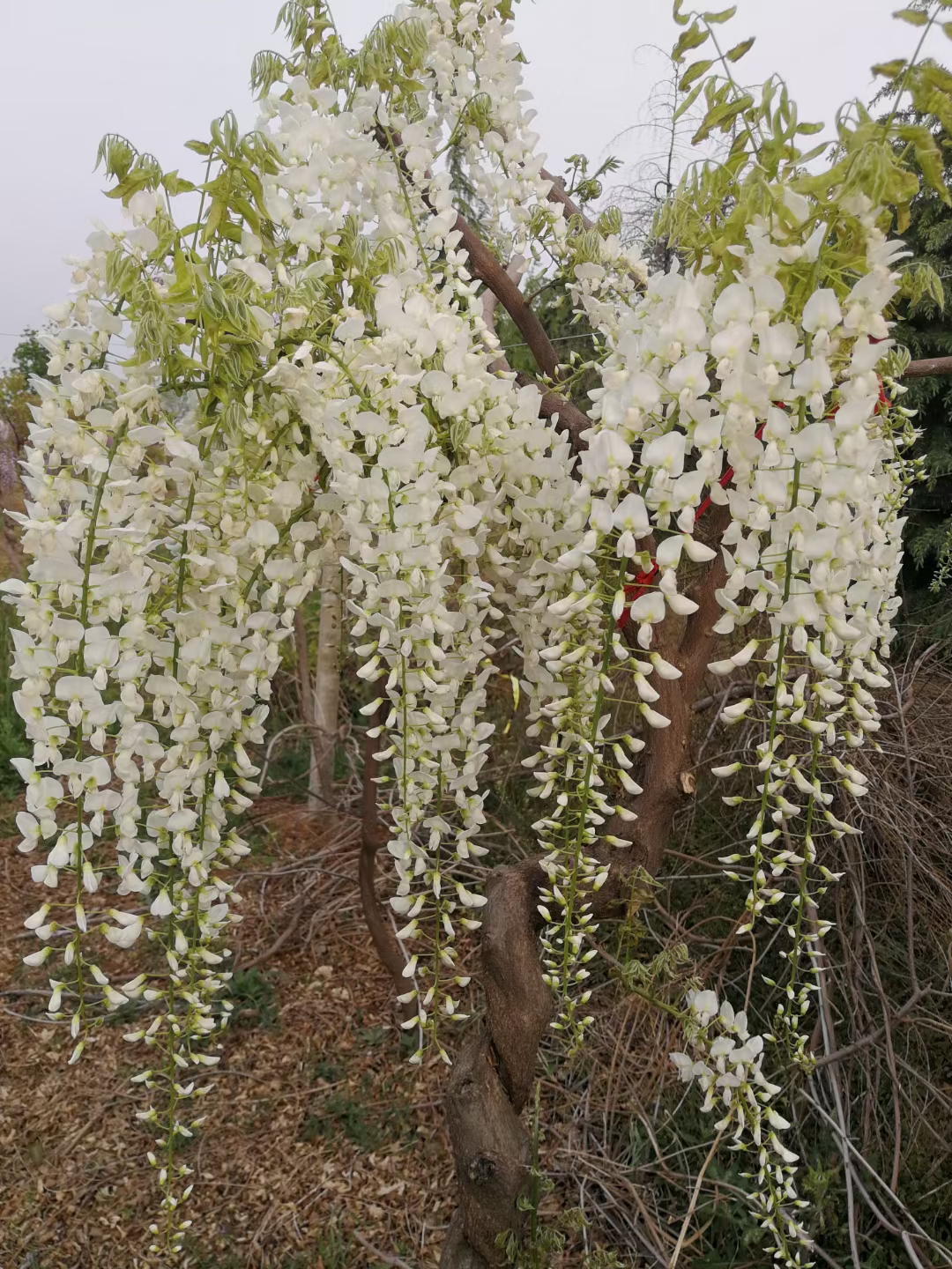 蓝梦紫藤苗图片