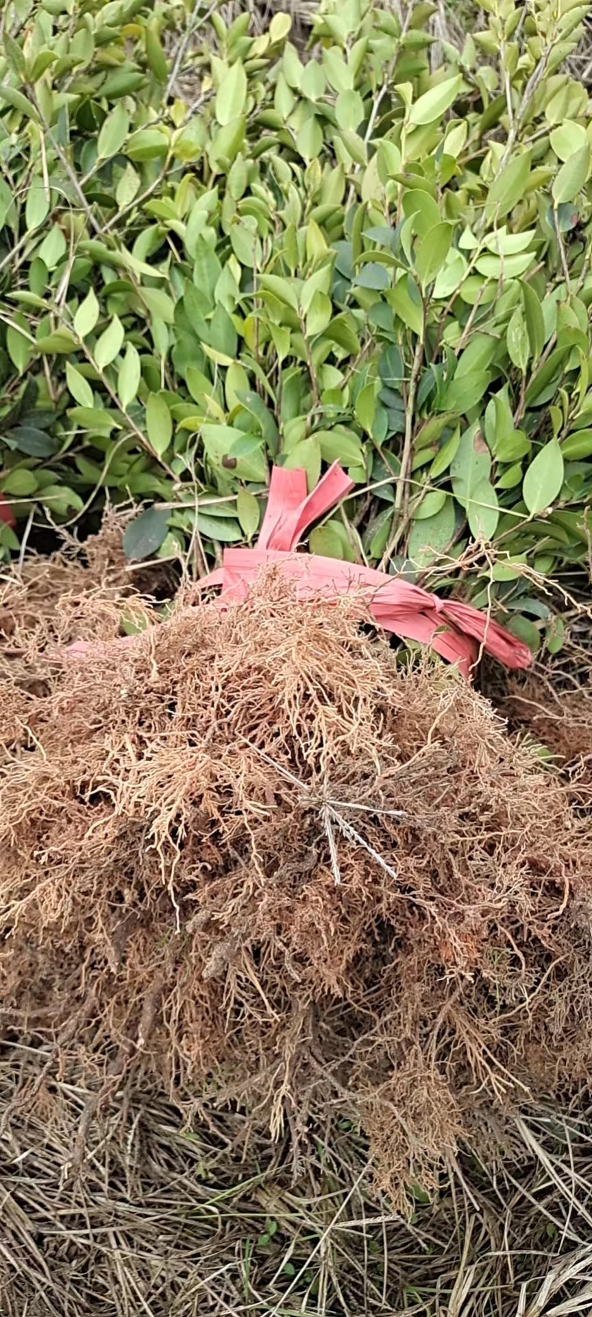 云南嫁接油茶苗批發(fā)價(jià)格多少錢(qián)一棵_種植基地銷售電話【攸縣勇宇油茶種植合作社】