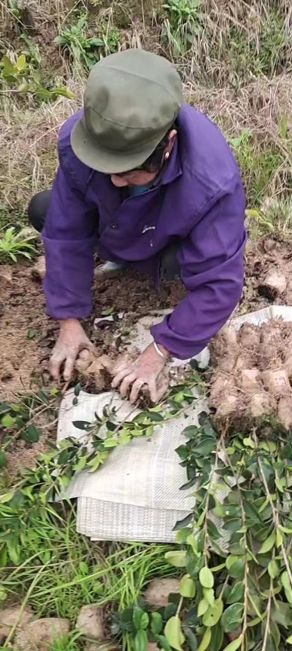 嫁接油茶圖片/嫁接油茶樣板圖 (1)