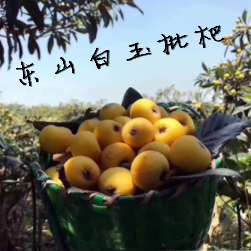 白玉枇杷圖片/白玉枇杷樣板圖 (3)