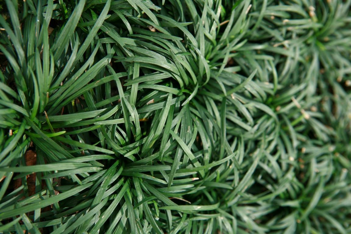 玉龍草圖片/玉龍草樣板圖 (4)