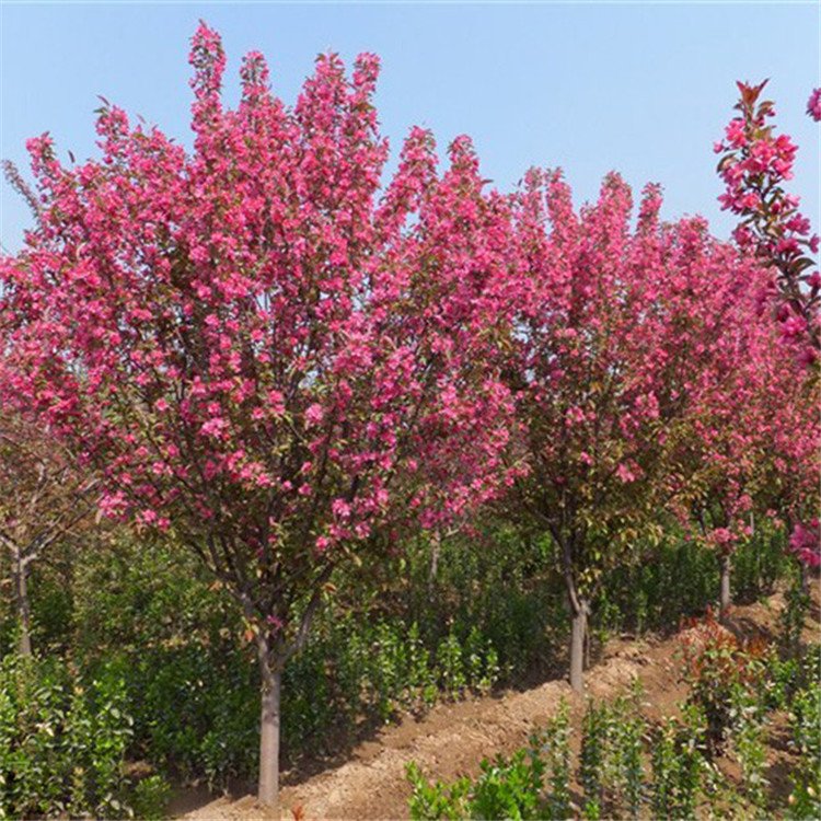 垂絲海棠圖片/垂絲海棠樣板圖 (4)
