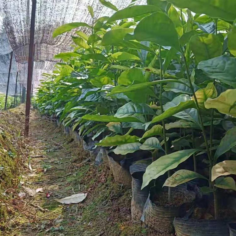 樂昌含笑小苗 常綠喬木規(guī)格齊行道風(fēng)景樹觀花觀型