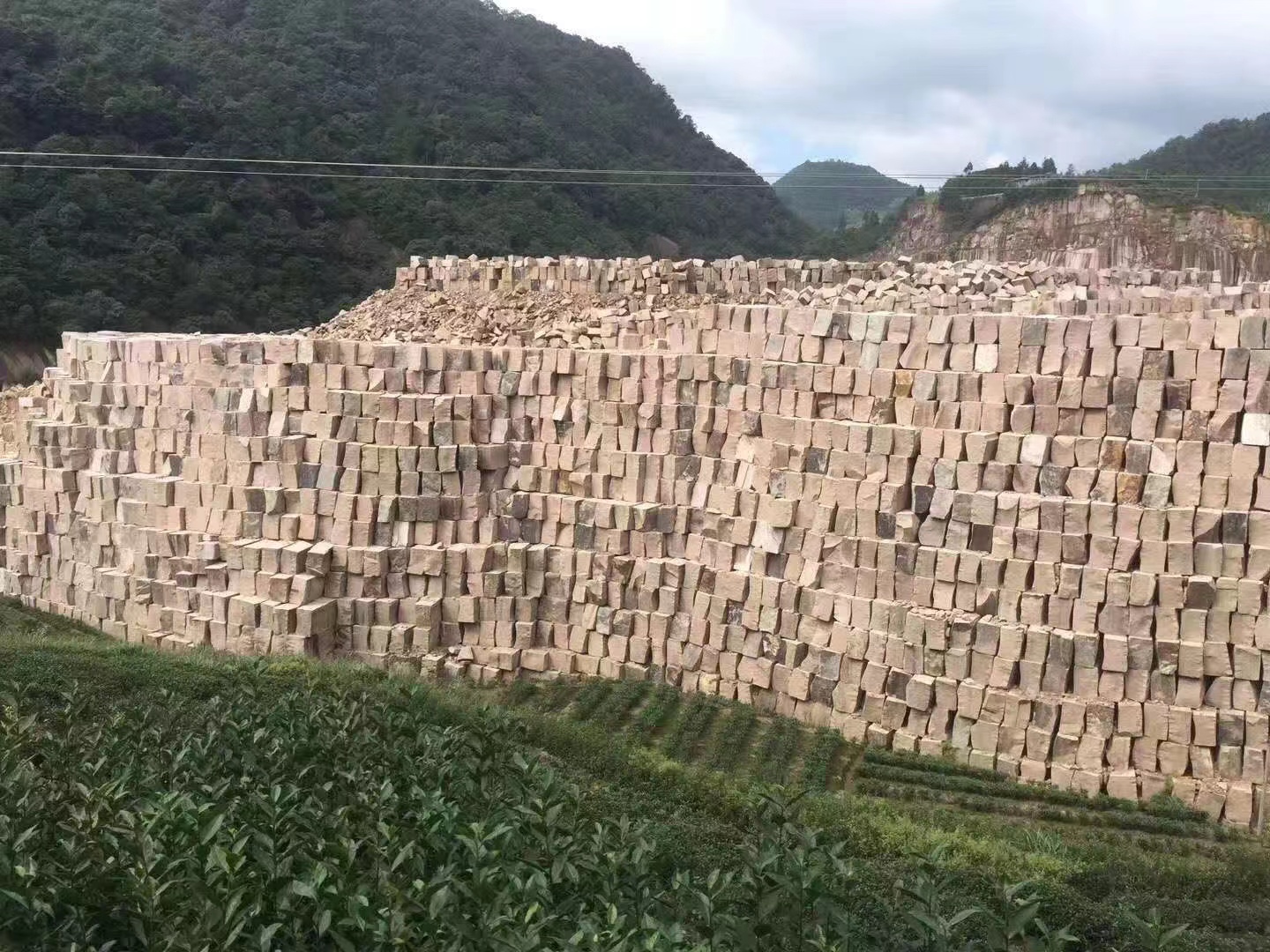 沙漠棕報(bào)價(jià)圖片