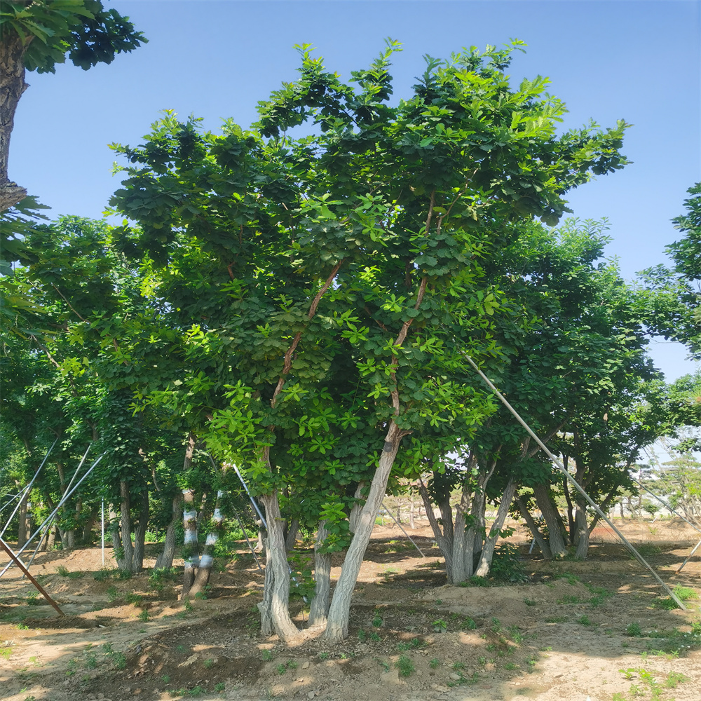 山东[蒙古栎批发] 蒙古栎 丛生蒙古栎 泰安蒙古栎苗 蒙古栎基地 五年丛生蒙古栎苗批发 源新园林欢迎前来采购图片