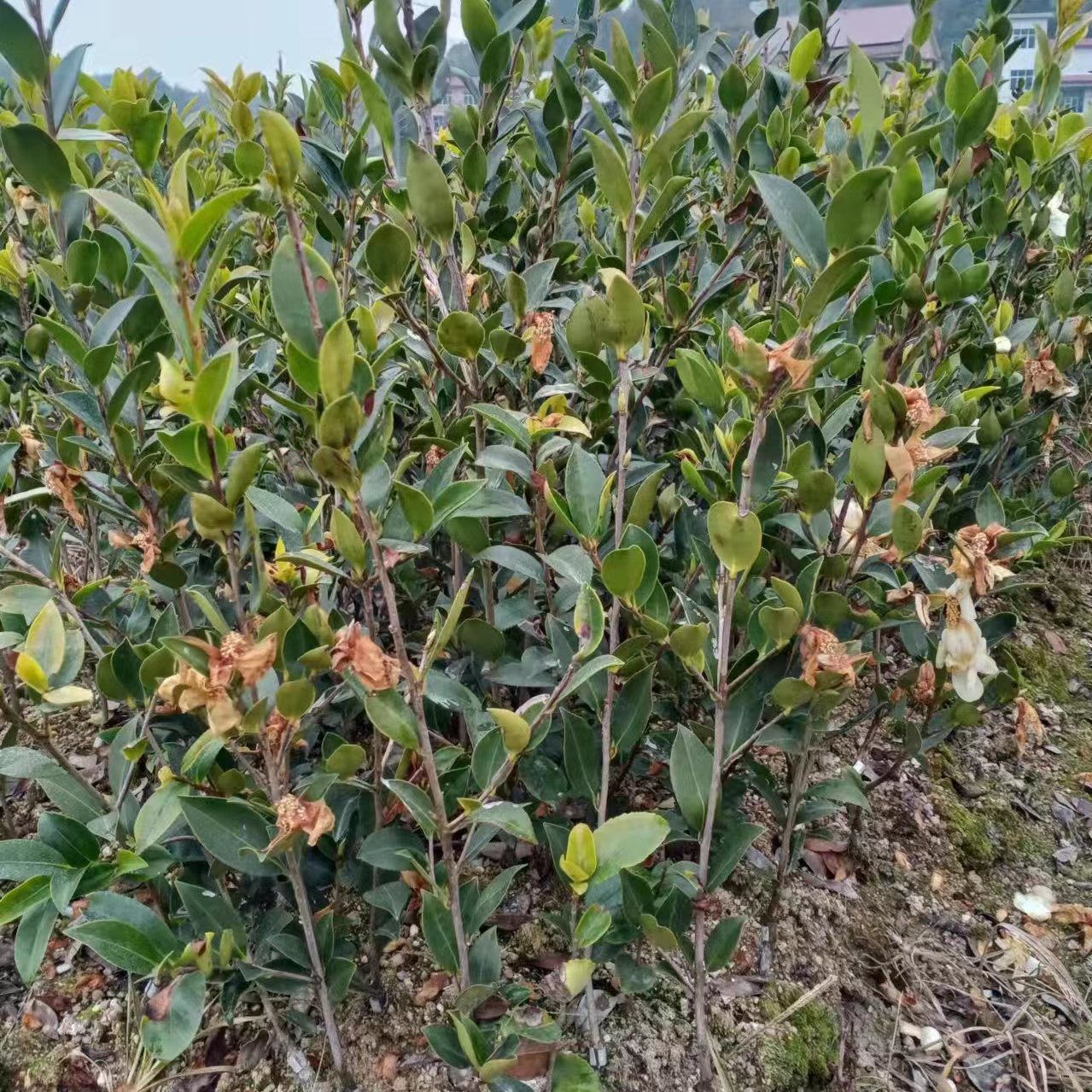 油茶苗种植基地-供应商-批发价格【攸县丫江桥镇新杉苗木经营部】图片