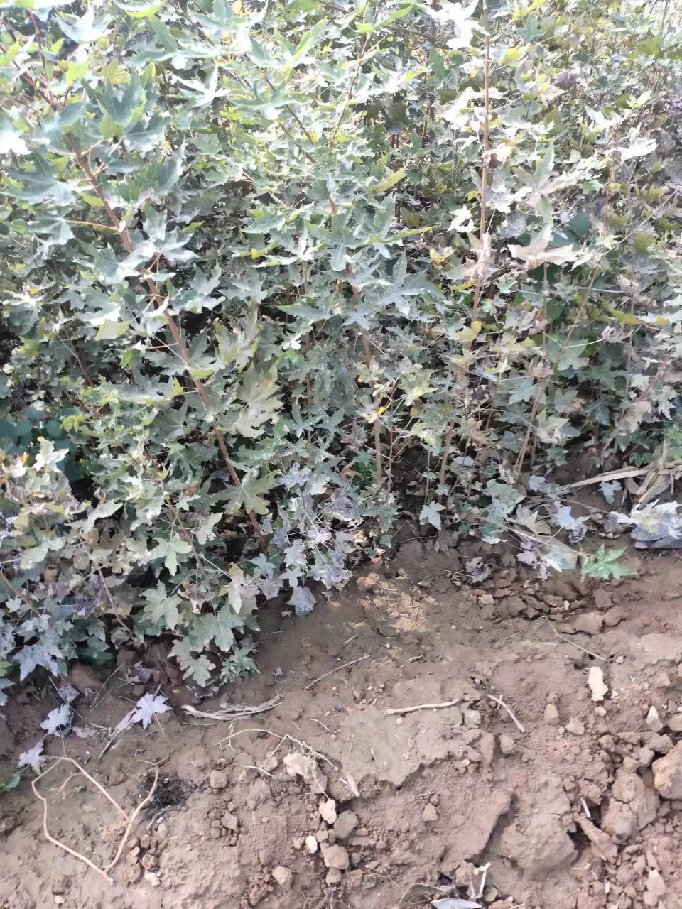 五角楓圖片/五角楓樣板圖 (4)