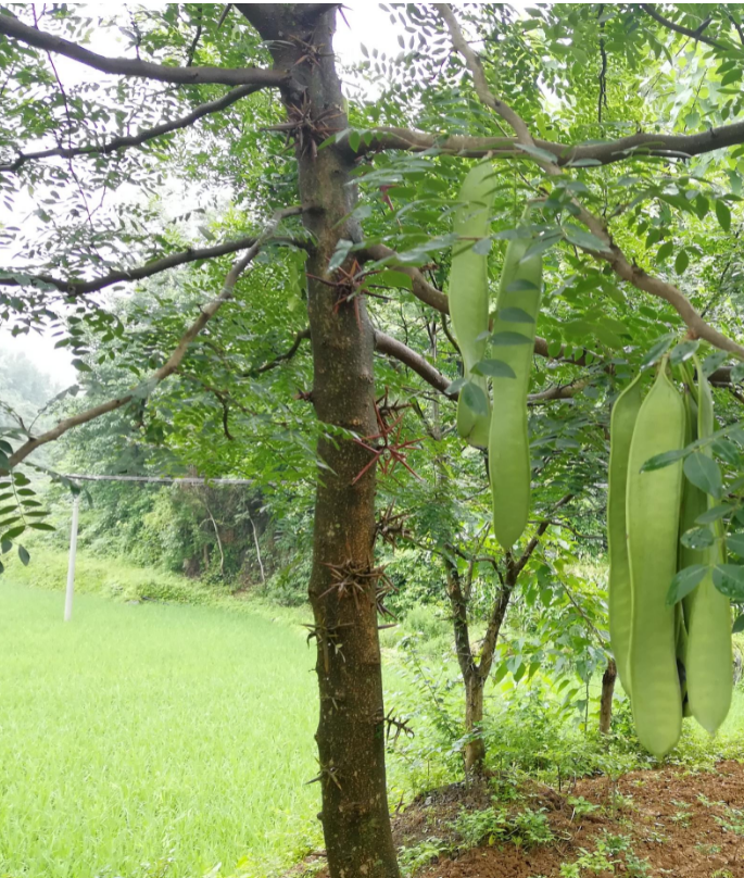 基地皂角树苗  绿化工程苗木 皂角苗批发基地,苗圃价格,供应 规格齐全图片