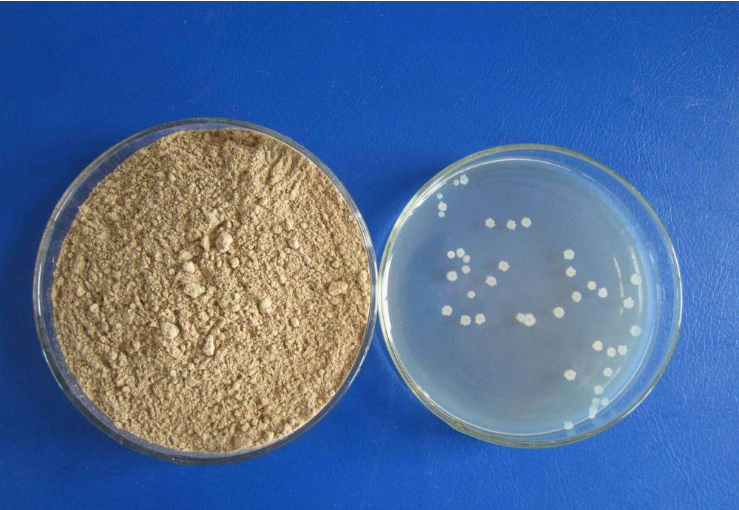枯草芽孢桿菌圖片/枯草芽孢桿菌樣板圖 (2)