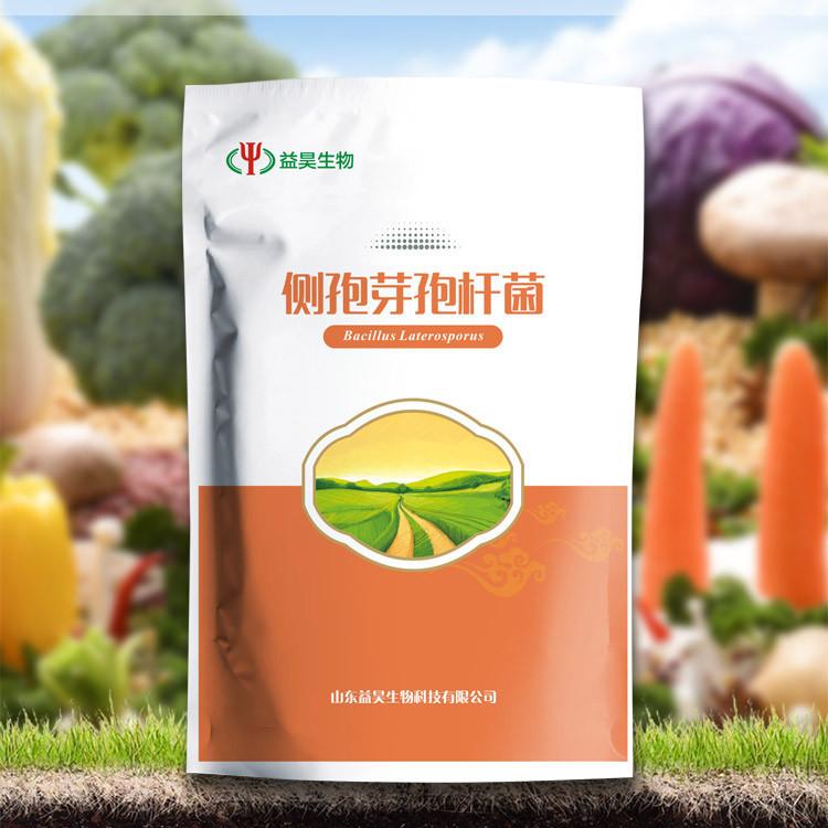 芽孢桿菌圖片/芽孢桿菌樣板圖 (1)