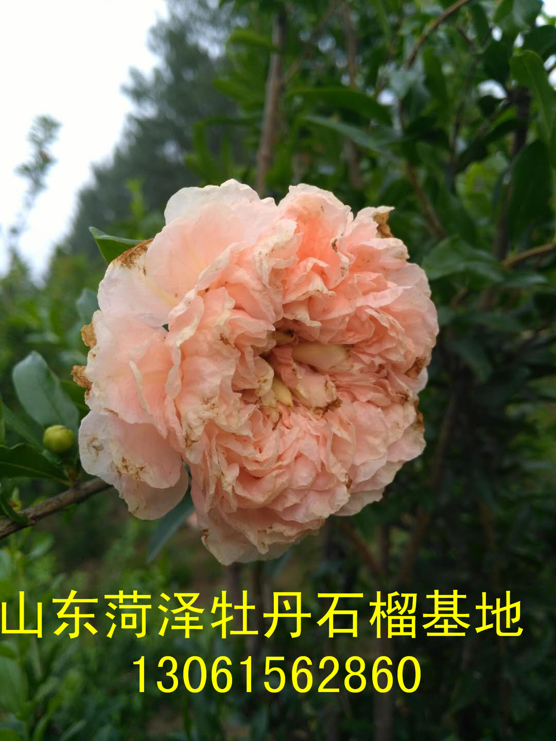 黃花瑪瑙石榴圖片/黃花瑪瑙石榴樣板圖 (3)