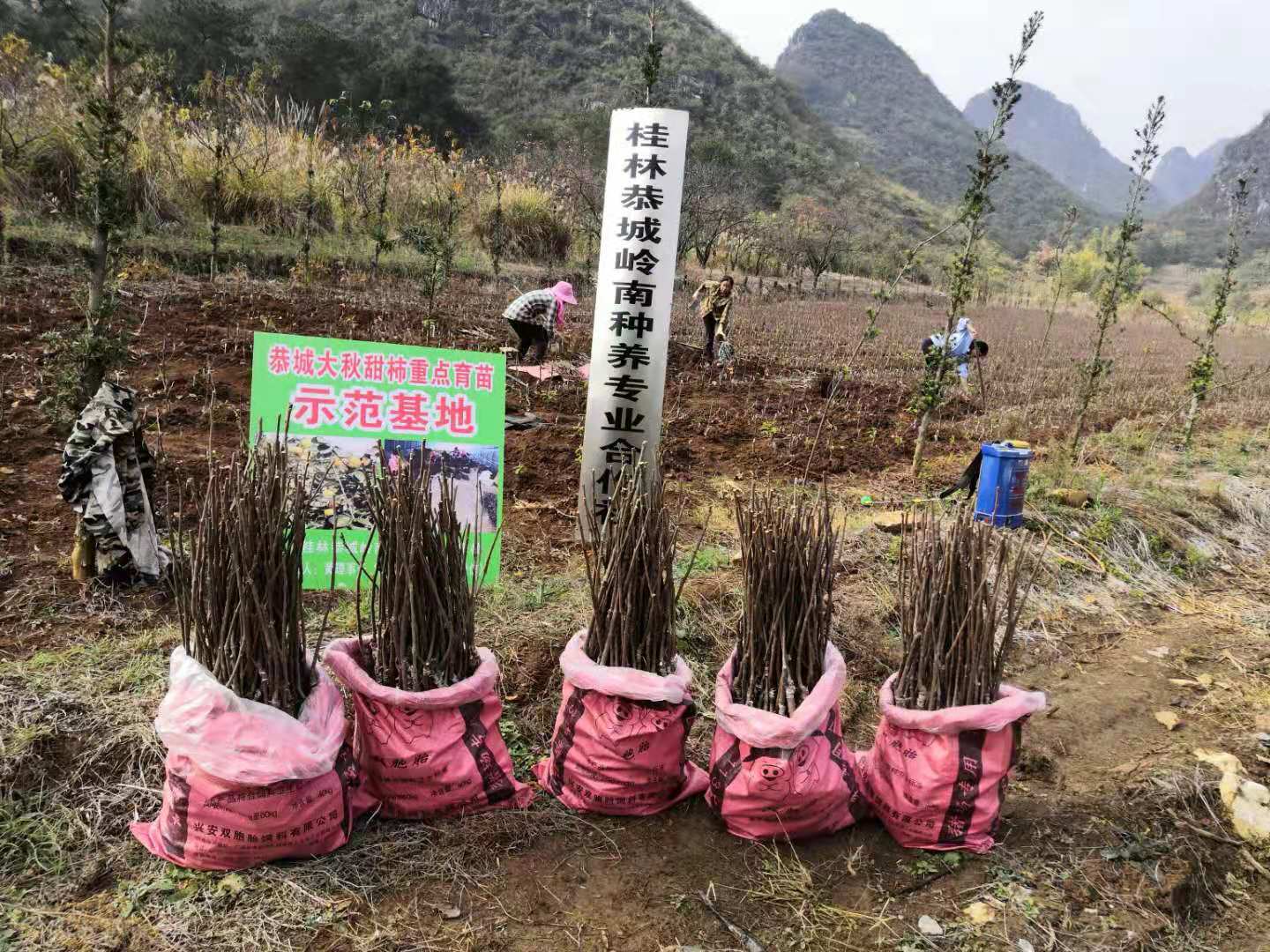 大秋甜柿地苗裸根苗 品种齐全 种植基地