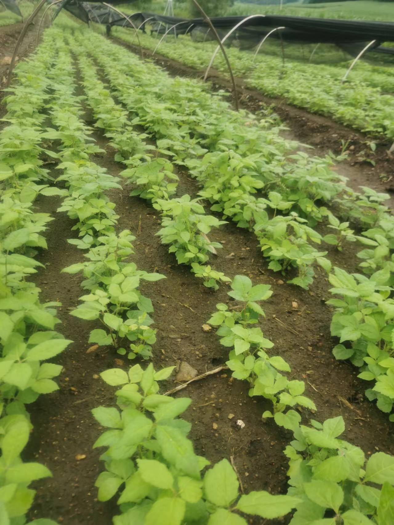 長(zhǎng)梗刺五加苗圖片/長(zhǎng)梗刺五加苗樣板圖 (4)