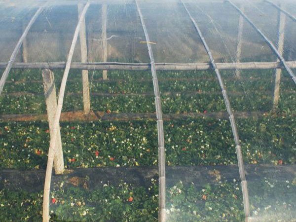 大棚膜圖片/大棚膜樣板圖 (1)