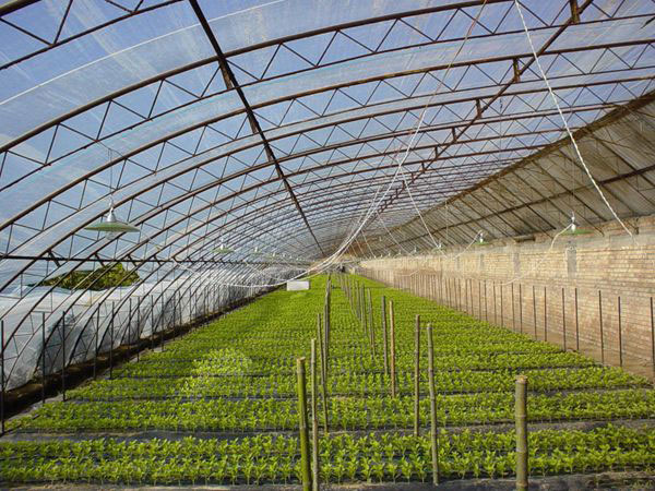 大棚膜圖片/大棚膜樣板圖 (2)