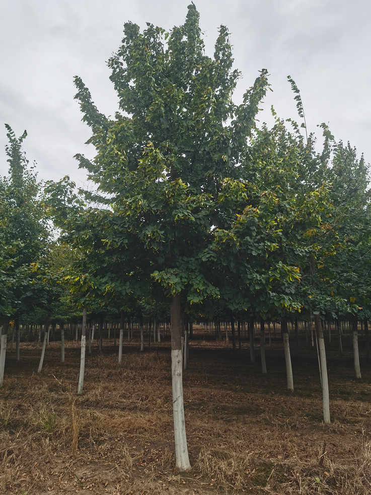 源新苗木供應 歐洲小葉椴 金桐力 適用于 行道樹 庭院