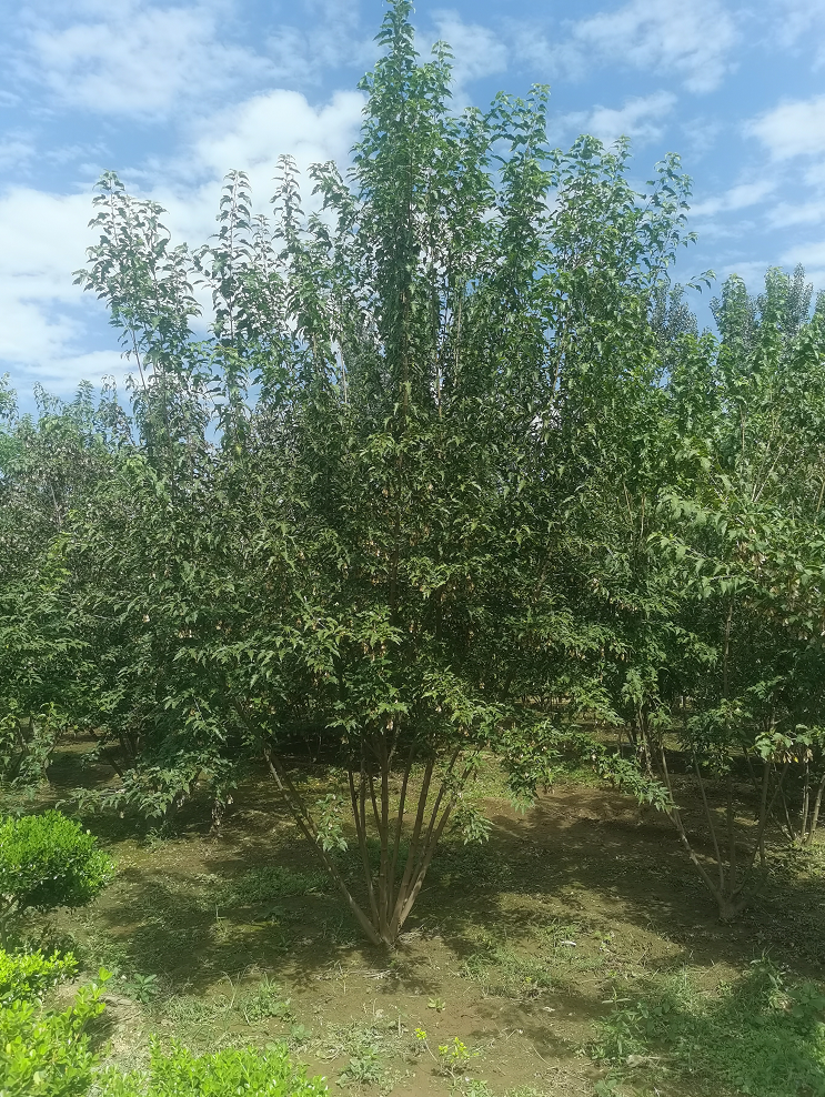 長(zhǎng)期提供 叢生茶條槭 規(guī)格齊全 價(jià)格合理 苗圃直發(fā)