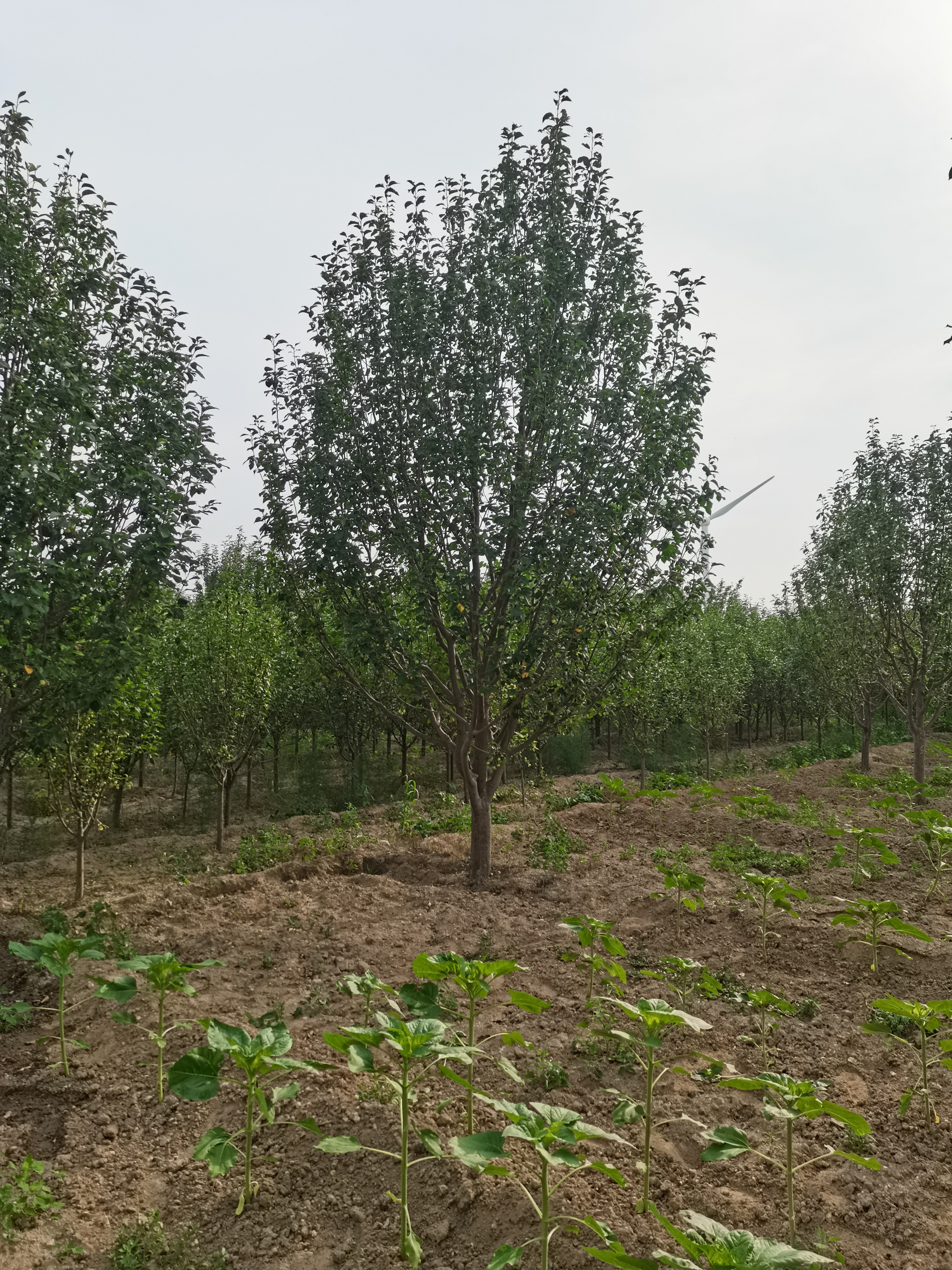 辽宁八棱海棠价格-种植基地-多少钱【怀来县强宇八棱海棠苗木基地】图片