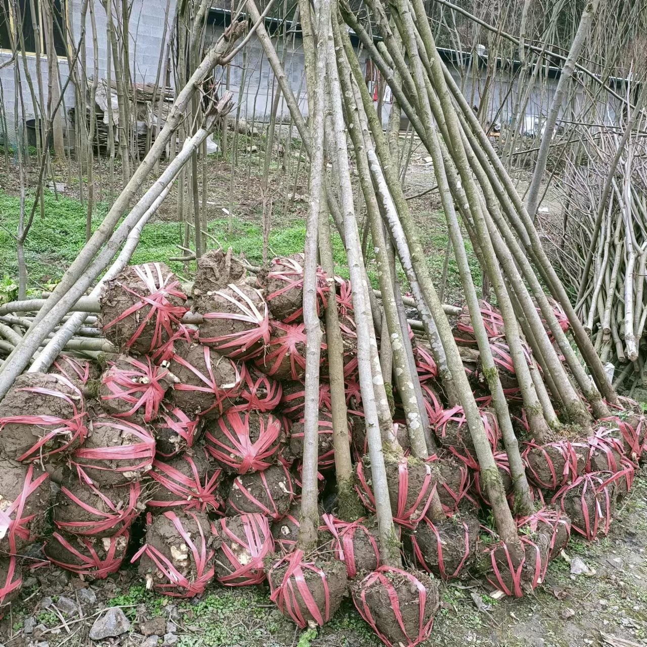 楓香圖片/楓香樣板圖 (4)