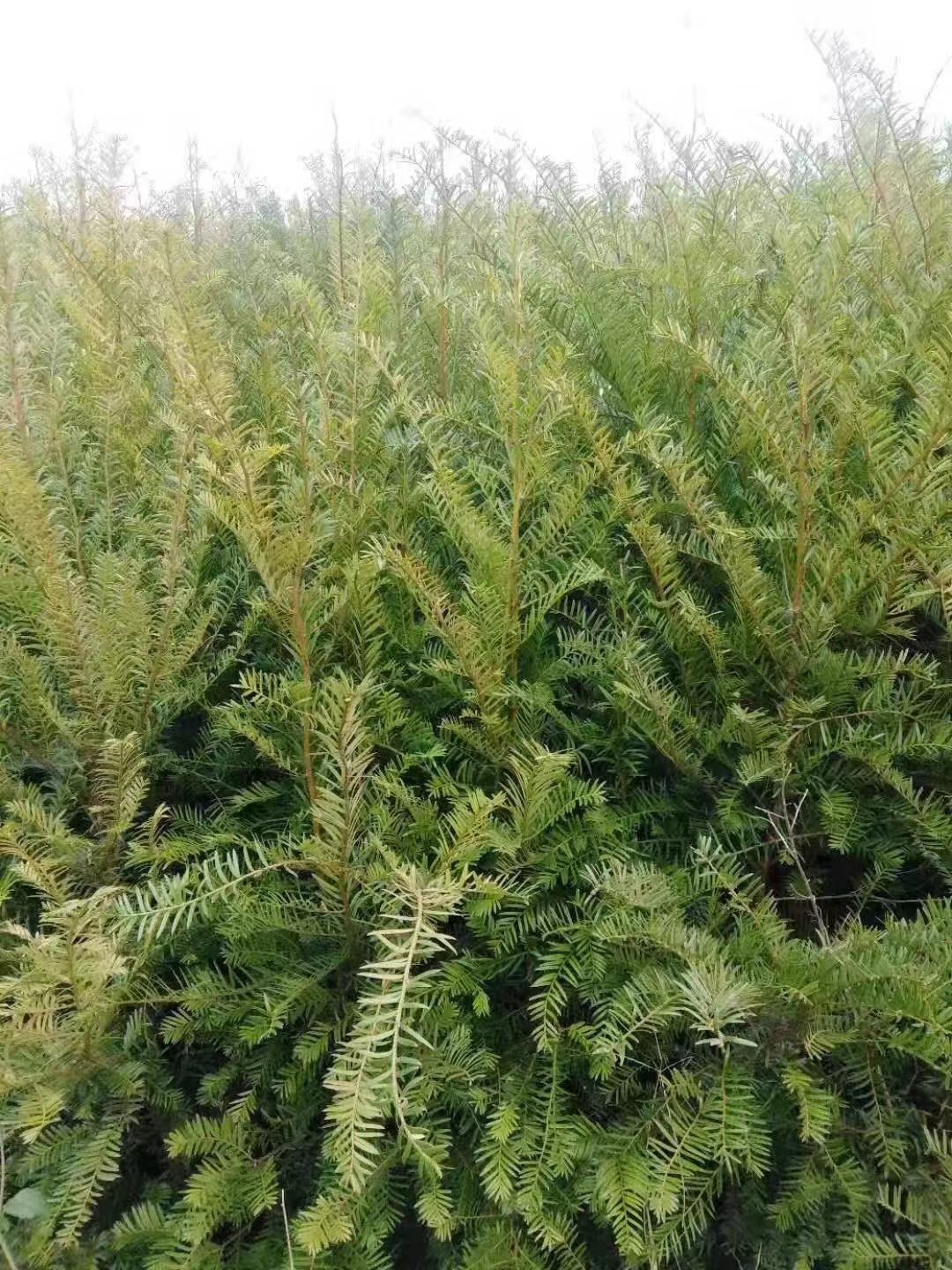 黃岡紅豆杉價(jià)格  黃岡紅豆杉種植基地  黃岡紅豆杉供應(yīng)商