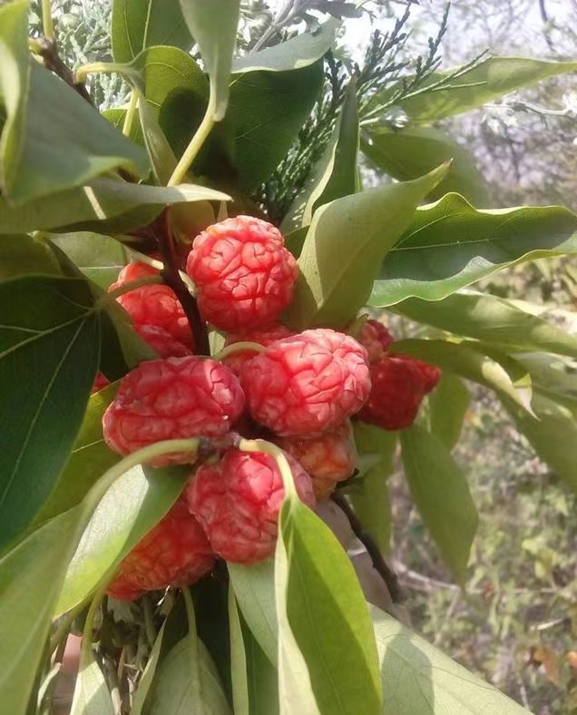 柘樹苗｜柘木苗圖片/柘樹苗｜柘木苗樣板圖 (2)