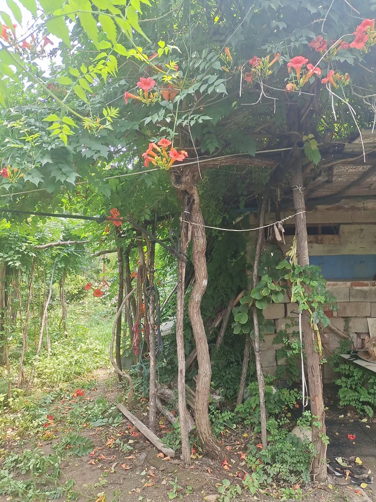 凌霄圖片/凌霄樣板圖 (4)