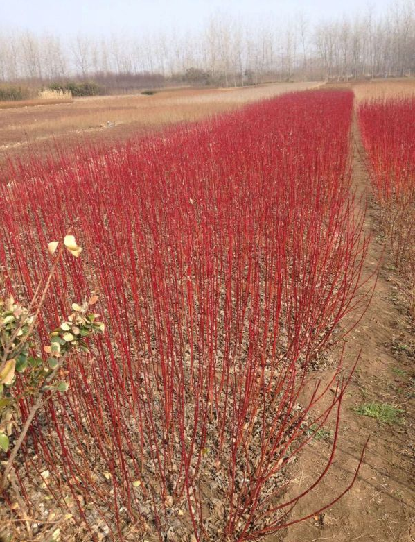 基地供應(yīng)紅瑞木小苗 庭院行道風(fēng)景觀賞綠化樹苗