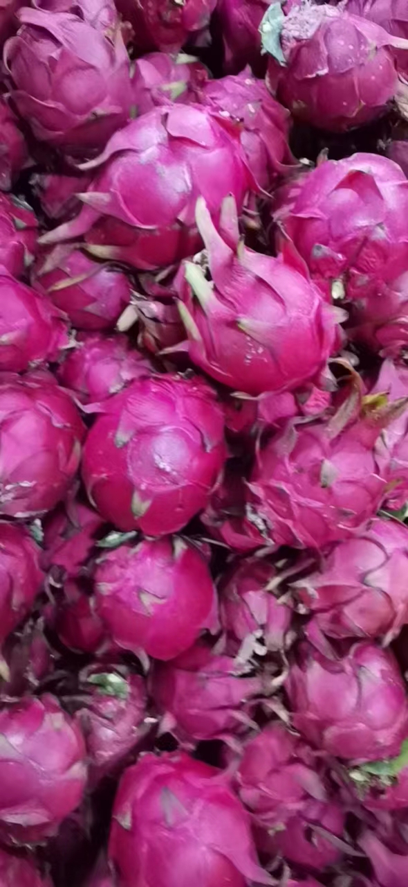 火龍果圖片/火龍果樣板圖 (2)