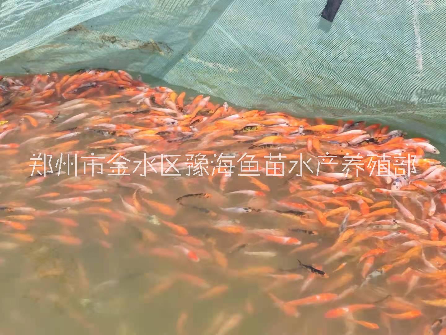 魚苗放生 景觀魚 觀賞魚放生錦鯉圖片/魚苗放生 景觀魚 觀賞魚放生錦鯉樣板圖 (3)