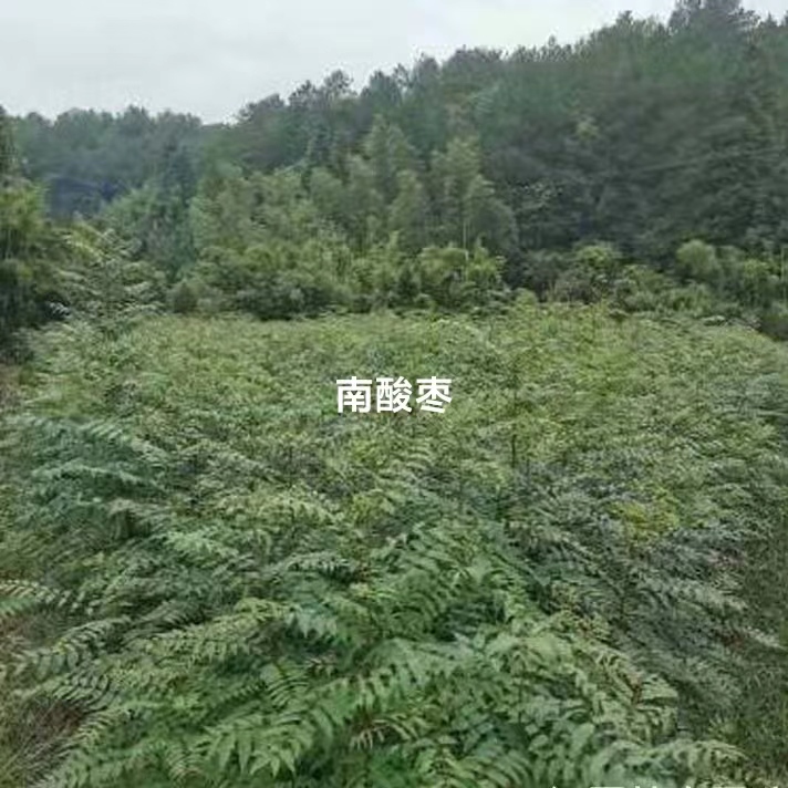 南酸枣苗抗干旱造林苗乔木基地批发图片