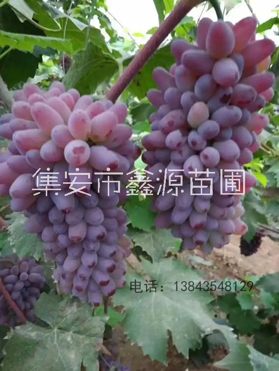 茉莉香葡萄苗圖片/茉莉香葡萄苗樣板圖 (2)