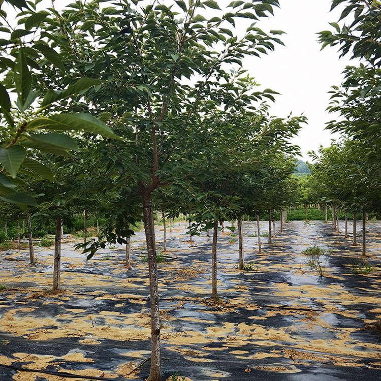 白妙櫻圖片/白妙櫻樣板圖 (4)