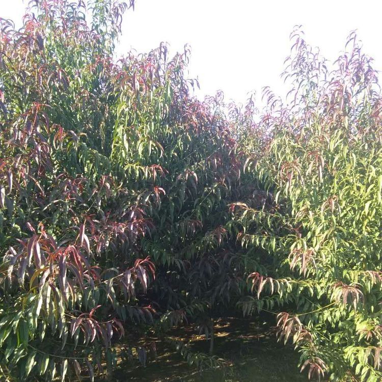 紅葉碧桃圖片/紅葉碧桃樣板圖 (3)