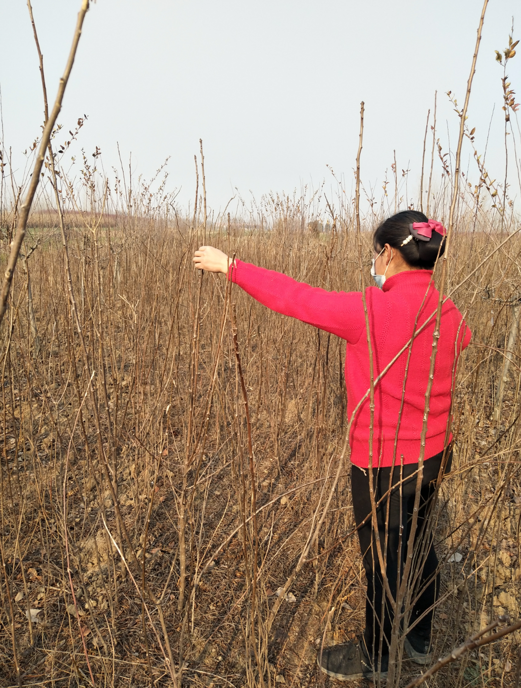 山東文冠果圖片/山東文冠果樣板圖 (2)