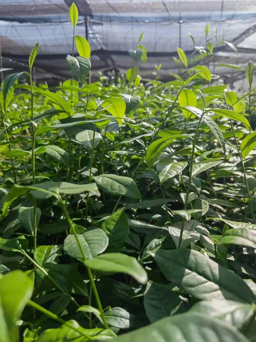 梧州油茶樹(shù)苗批發(fā)圖片/梧州油茶樹(shù)苗批發(fā)樣板圖 (2)