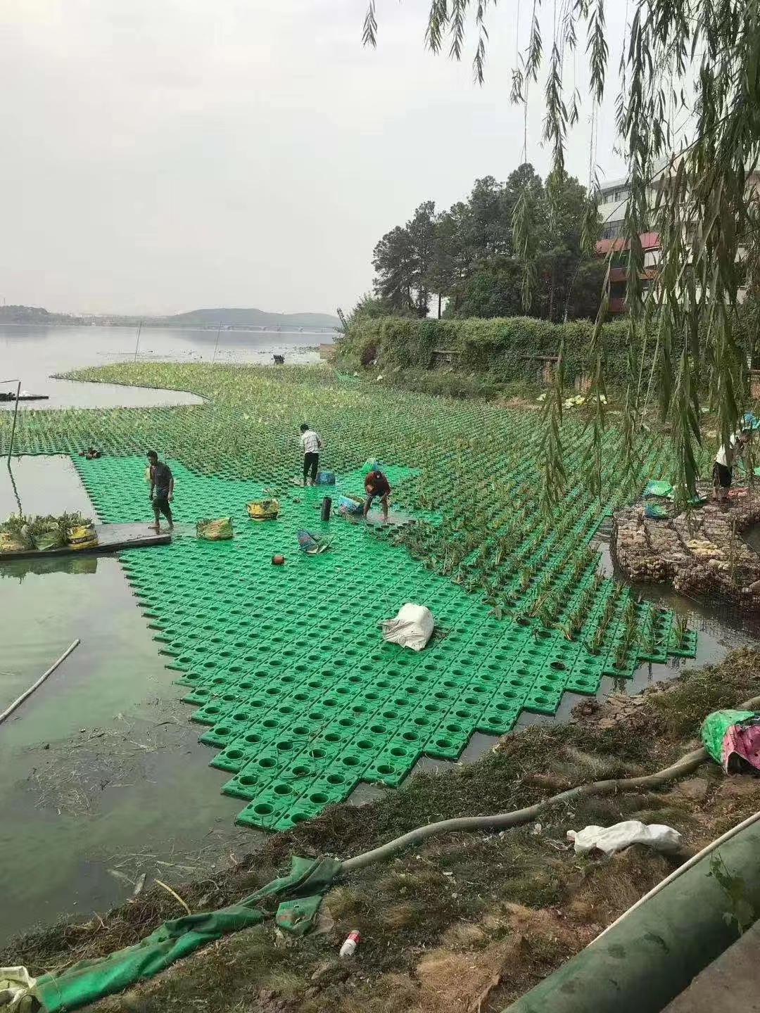 河北植物浮岛供应商_施工_出售_价钱_哪里有卖【河北雄安咏莲园林绿化工程有限公司】