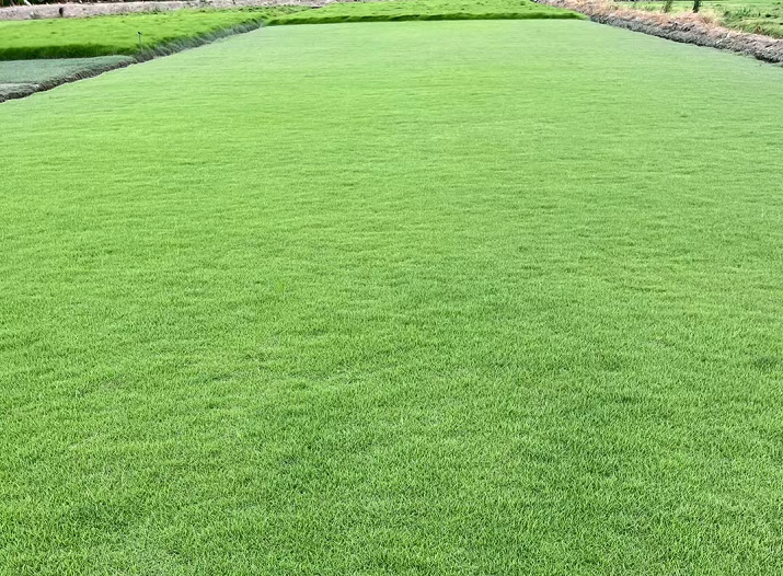 蘭引三號草皮 草皮帶泥厚 公園草皮 學(xué)校綠化草皮 有草塊草卷