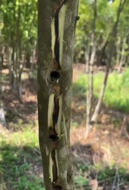 棋楠沉香圖片/棋楠沉香樣板圖 (1)