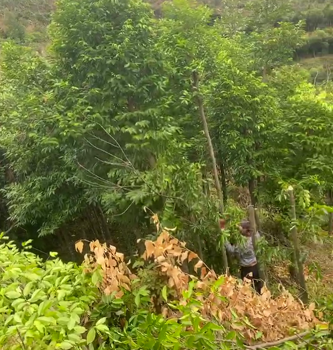 棋楠沉香圖片/棋楠沉香樣板圖 (3)