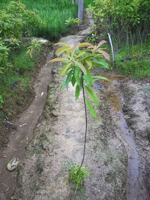 木荷無紡布袋苗圖片/木荷無紡布袋苗樣板圖 (3)