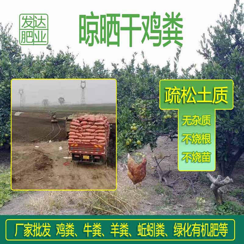 干雞糞圖片/干雞糞樣板圖 (4)