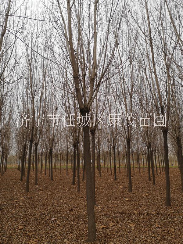 白蠟樹圖片/白蠟樹樣板圖 (2)