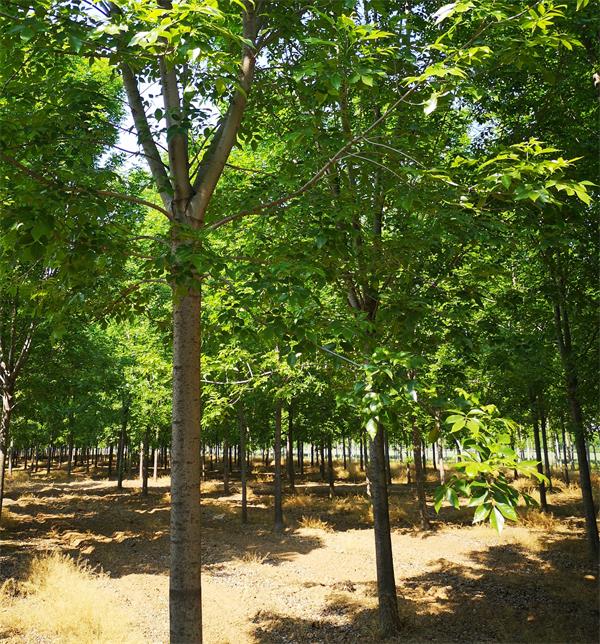 白蠟圖片/白蠟樣板圖 (2)