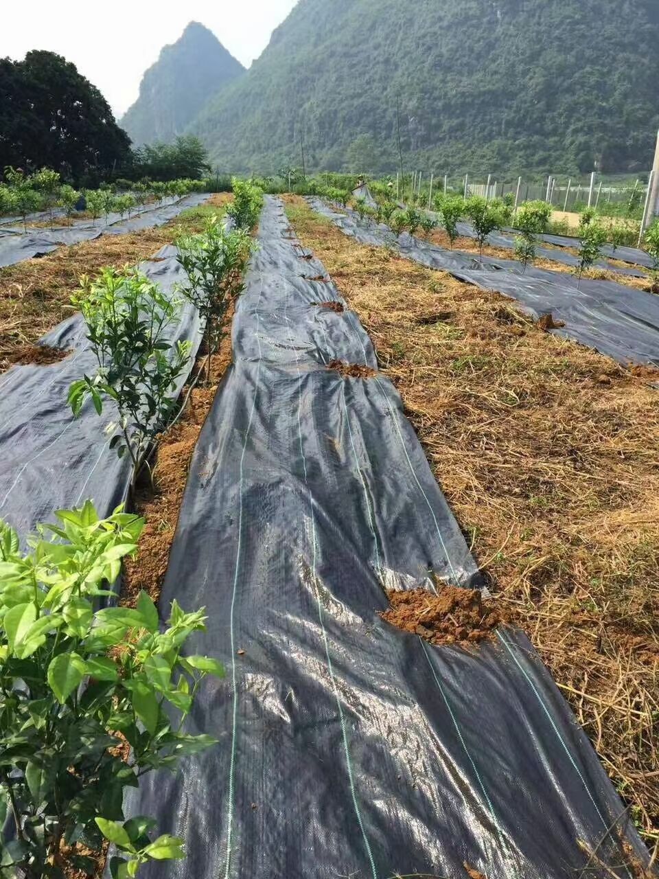 种植砂糖桔树苗用防草布好不好   防草布除草厂家  防草布生产厂家排名