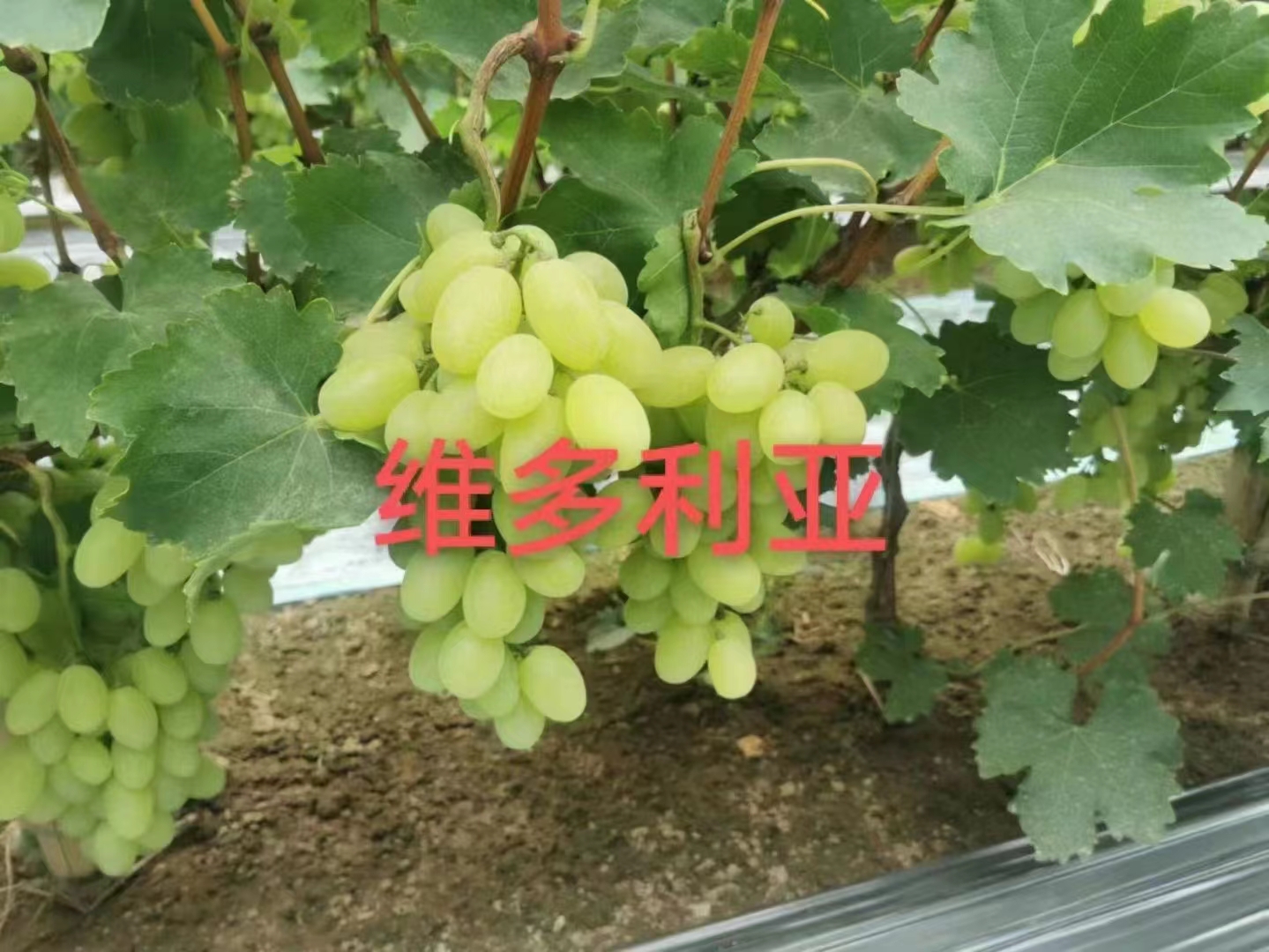 秦皇島金手指葡萄圖片