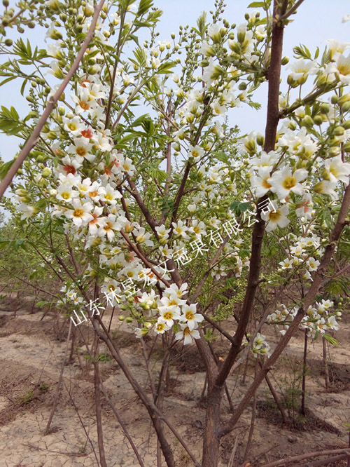 林昱宏文冠果花  可赏可泡茶