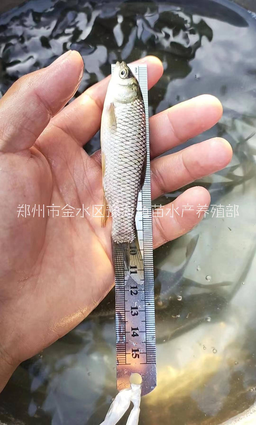 河南附近急售各种河南草鱼苗 花鲢苗 鲤鱼苗大小规格鲶鱼苗泥鳅苗送货到鱼塘图片