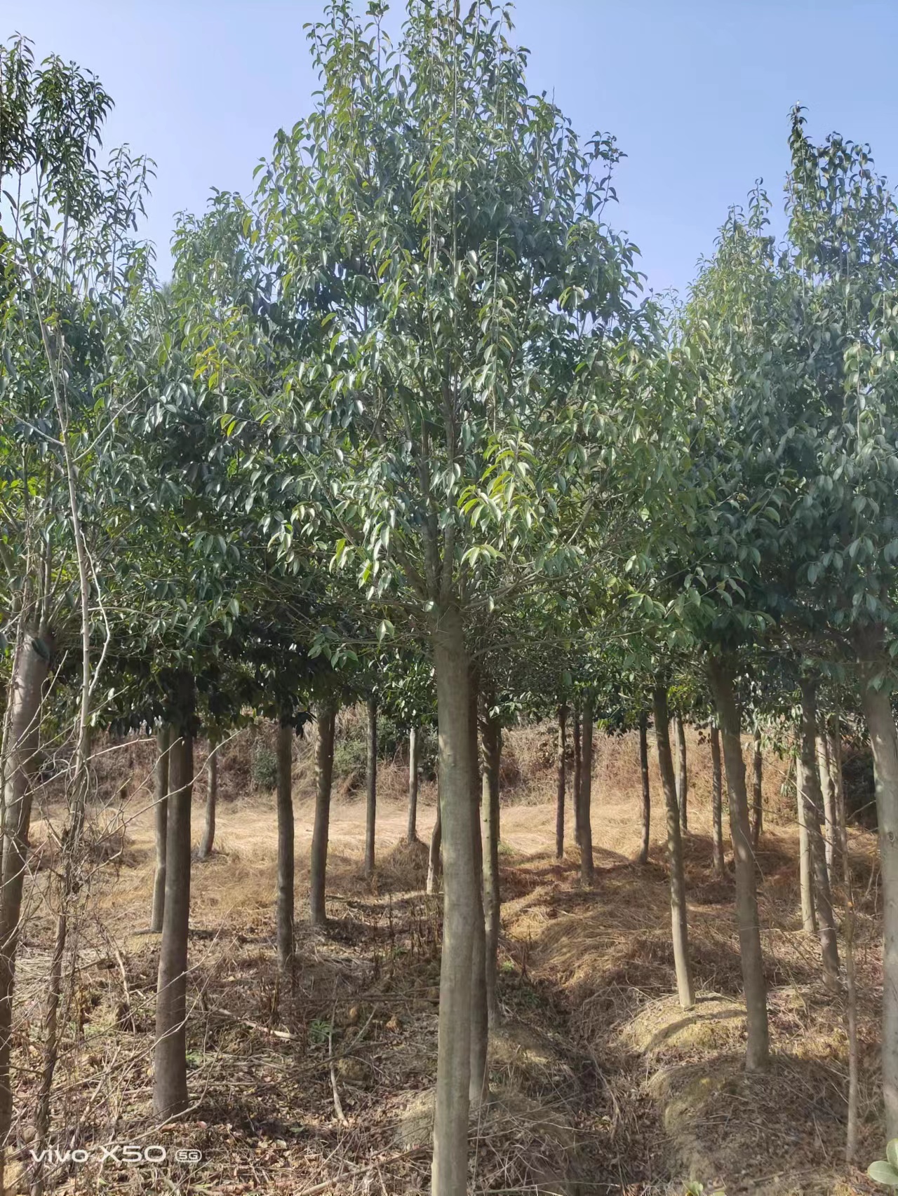 随州红果冬青-湖北红果冬青培育基地-红果冬青价格-多少钱图片